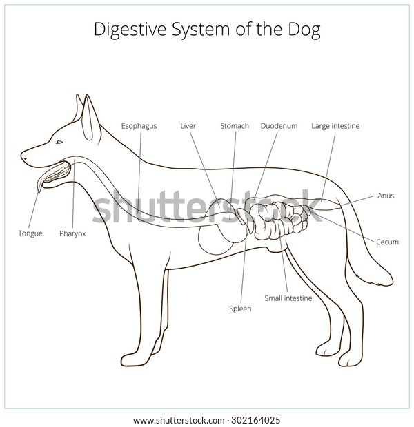 dog digestive system