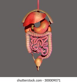 Digestive System Human Body Stock Illustration 300009071 | Shutterstock