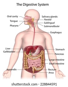 Digestive System Labeled.