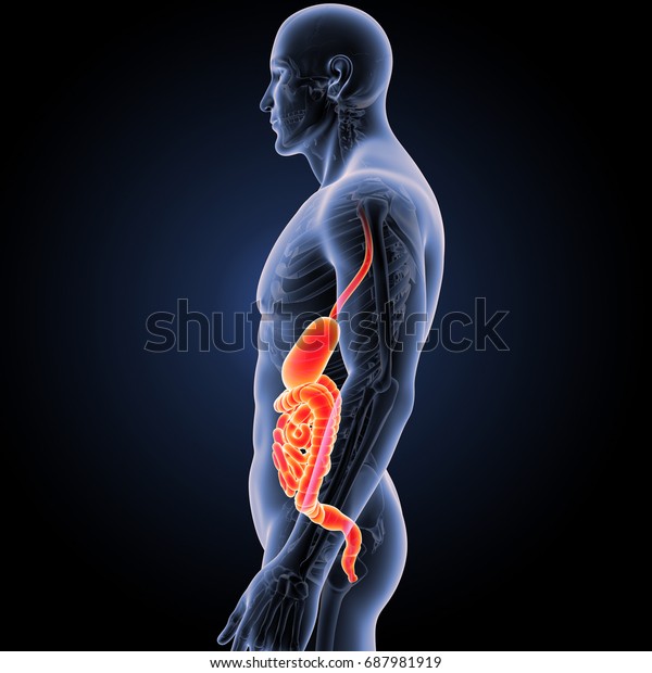 [Image: digestive-system-lateral-view-3d-600w-687981919.jpg]