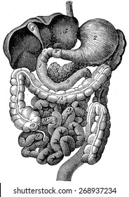 Digestive Tract Of Humans, Vintage Engraved Illustration. La Vie Dans La Nature, 1890.