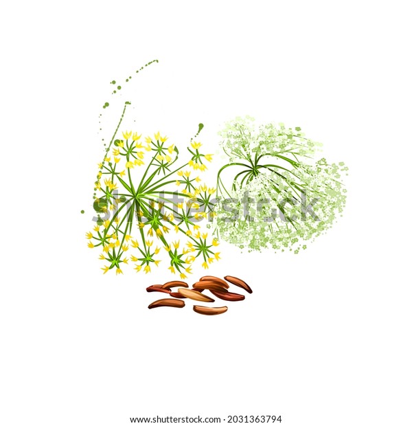 Digital art Caraway, meridian fennel or Persian\
cumin isolated on white background. Organic healthy food. Green\
vegetable. Hand drawn plant closeup. Clip art illustration. Graphic\
design element