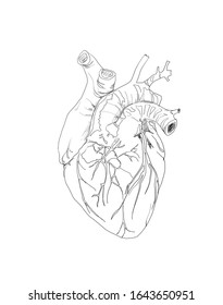 Vector Realistic Anatomical Heart Stock Vector (Royalty Free) 377889070 ...