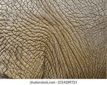 Digital art of elephant skin accenting the wrinkles and furrows. Textured background with depth and grain. Brown-gray. Safari, conservation, wildlife protection concepts.  - Powered by Shutterstock