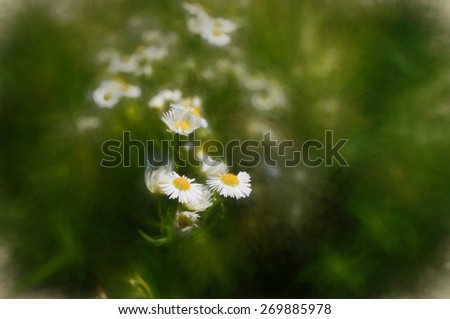 Similar – Foto Bild Herbstblümchen Natur