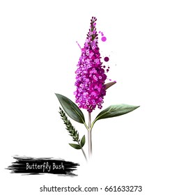 Digital Art Illustration Of Butterfly Bush Isolated On White. Hand Drawn Flowering Bush Buddleja Davidii. Colorful Botanical Drawing. Greeting Card, Birthday, Anniversary, Wedding Graphic Clip Art