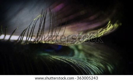  Digital art paint effect, Multicolored peacock feather,  black background                              