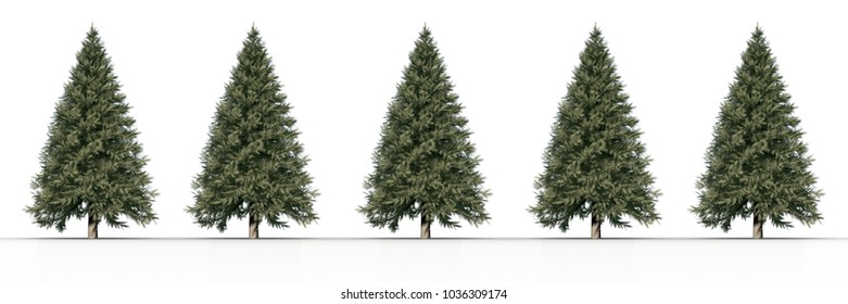 Digital Composite Of 5 Christmas Trees In A Row With White Background