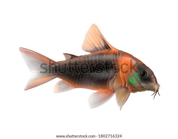 熱帯魚のコリドラス ベネズエラ オレンジ3dのデジタル画像 のイラスト素材