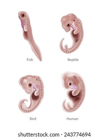 Digital illustration of 4 species embryo