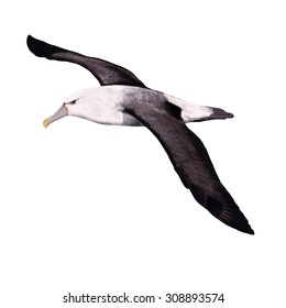 Digital illustration of an albatross