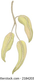 Digital Illustration Of Australian Gum Leaves