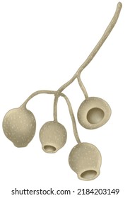 Digital Illustration Of Australian Gum Nuts.