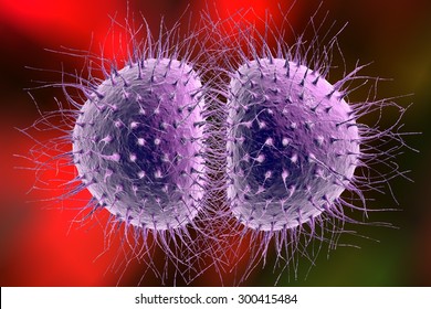 Bacteria Neisseria Meningitidis Meningococcus 3d Illustration Stock ...