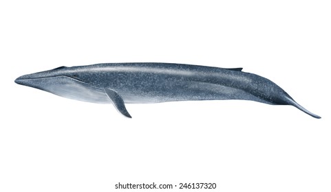 Digital Illustration Of A Blue Whale