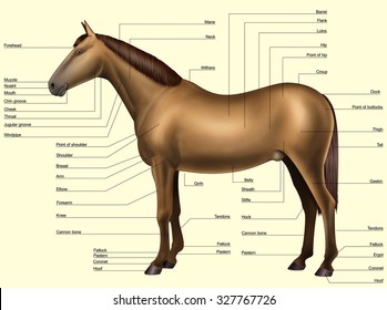 Digital illustration: body parts of the horse Isolated on yellow