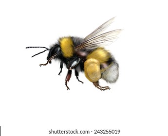 Bumblebee の画像 写真素材 ベクター画像 Shutterstock