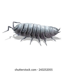 Digital illustration of a the (common) pill-bug, (common) pill woodlouse, rolly polly or potato bug