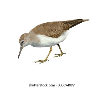 Digital illustration of a Common sandpiper