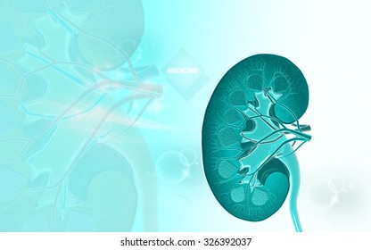 Digital illustration of  Cross section kidney in colour  background 