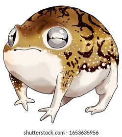 Digital illustration cute desert rain frog (Breviceps macrops)