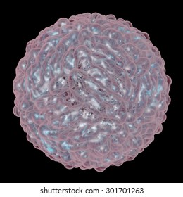 Digital Illustration Of Dengue Virus. A Model Is Built Using Data Of Viral Macromolecular Structure Furnished By Protein Data Bank (PDB 3J27)