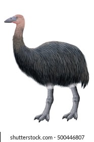 Elephant Bird High Res Stock Images Shutterstock