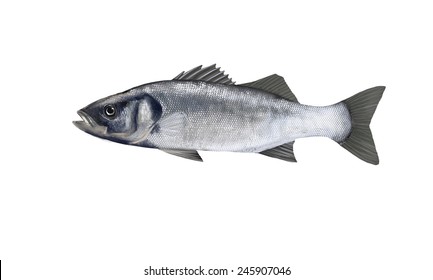 Digital Illustration Of A European Seabass