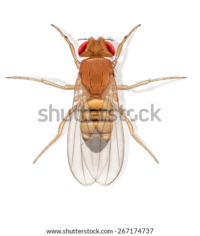 Digital Illustration Fruit Fly Stock Illustration 267174737 - Shutterstock