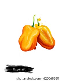 habanero pepper images stock photos vectors shutterstock https www shutterstock com image illustration digital illustration habanero capsicum chinense pepper 623068880