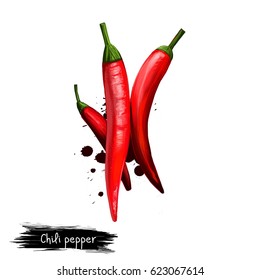 Digital illustration of hand drawn Chili or Chilli pepper isolated on white background. Organic healthy food. Red vegetable. Hand drawn plant closeup. Clip art illustration. Graphic design element