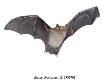 Digital illustration of a horseshoe bat flying
