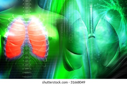 Digital Illustration Human Body Lungs Stock Illustration 31668049 ...