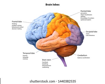 3,007 Temporal lobes Images, Stock Photos & Vectors | Shutterstock