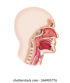 Digital illustration of a human face cavity with larynx, nose, mouth,tongue