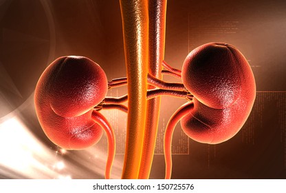 Digital illustration of kidney in colour background 