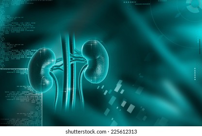Digital illustration of  kidney in colour  background 