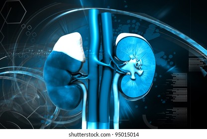 Digital illustration of  kidney in colour  background