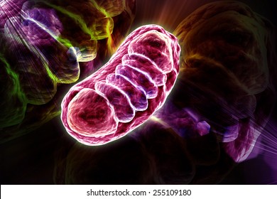 Digital illustration of Mitochondria in colour background