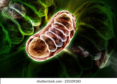 Digital Illustration Of Mitochondria In Colour Background