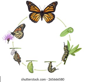 Digital illustration of a monarch butterfly life cycle