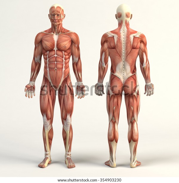 Digital Illustration Muscular System Stock Illustration 354903230