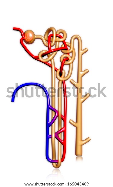 Digital Illustration Nephron Colour Background Stock Illustration ...