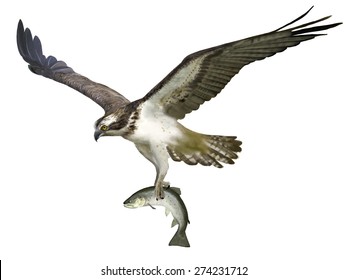 Digital illustration of an Osprey catching a sea  trout