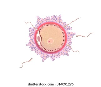 Digital Illustration Parts Ovule Stock Illustration 314091296