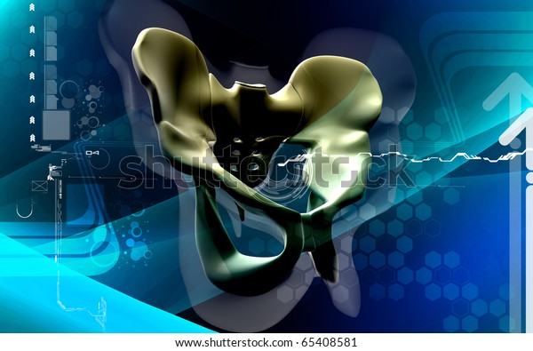 Digital Illustration Pelvic Girdle Colour Background Stock Illustration ...