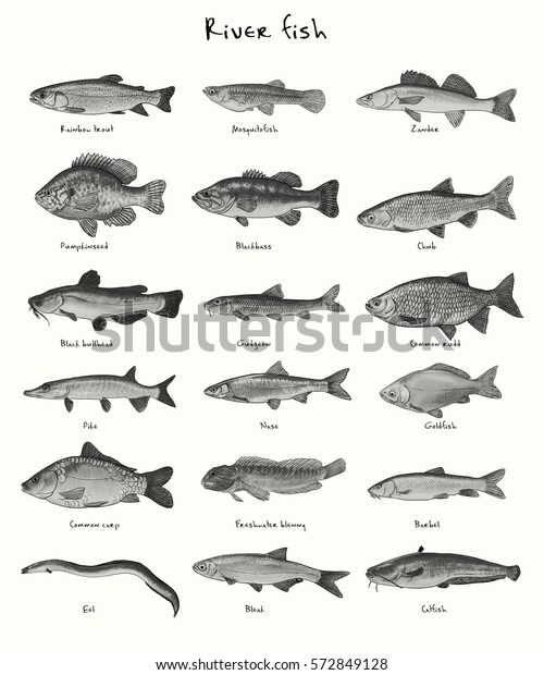 Digital Illustration River Fish Stock Illustration 572849128