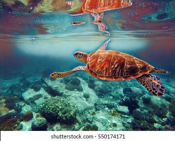 Digital Illustration - Sea Turtle In Water. Swimming Animal Painting Style Picture In Blue. Seashore Life: Coral Reef, Stones At Sea Bottom, Sea Plants. Sea Turtle In The Water Paint Brush Image