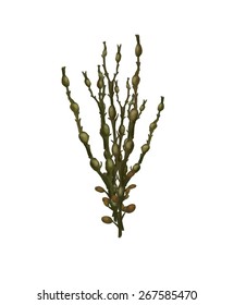 Digital illustration of a seaweed