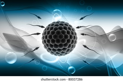 Digital illustration of Sperm and Egg  in colour background